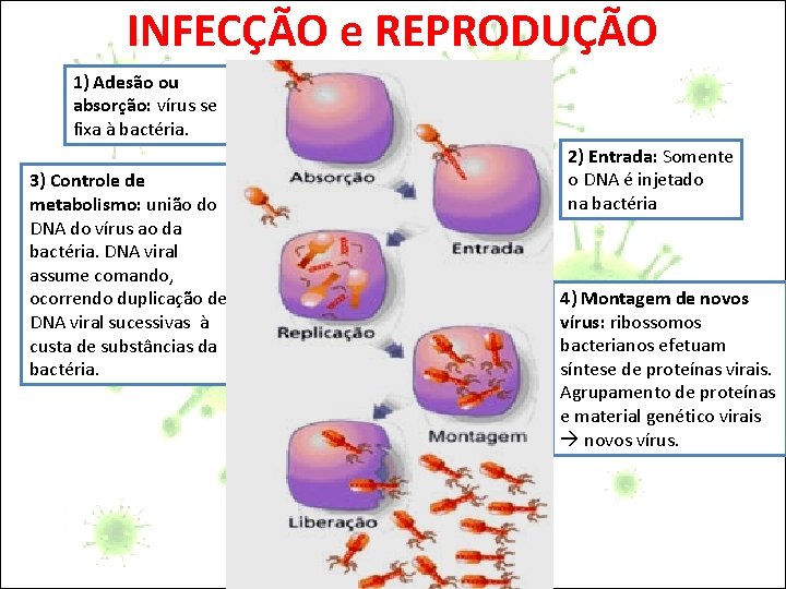 INFECÇÃO e REPRODUÇÃO 1) Adesão ou absorção: vírus se fixa à bactéria. 3) Controle