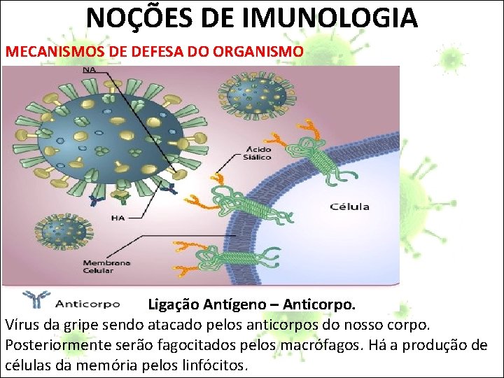 NOÇÕES DE IMUNOLOGIA MECANISMOS DE DEFESA DO ORGANISMO Ligação Antígeno – Anticorpo. Vírus da
