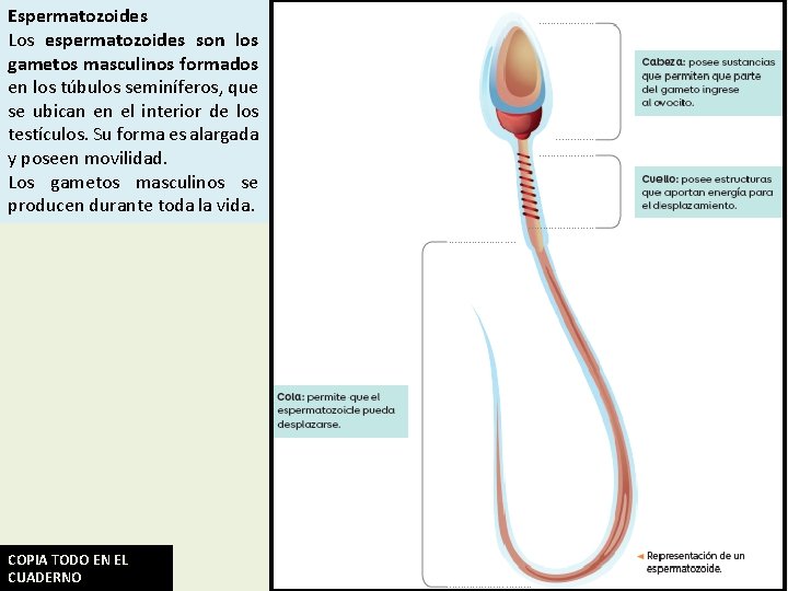OBJETIVO Conocer el rol de espermatozoides y ovocitos