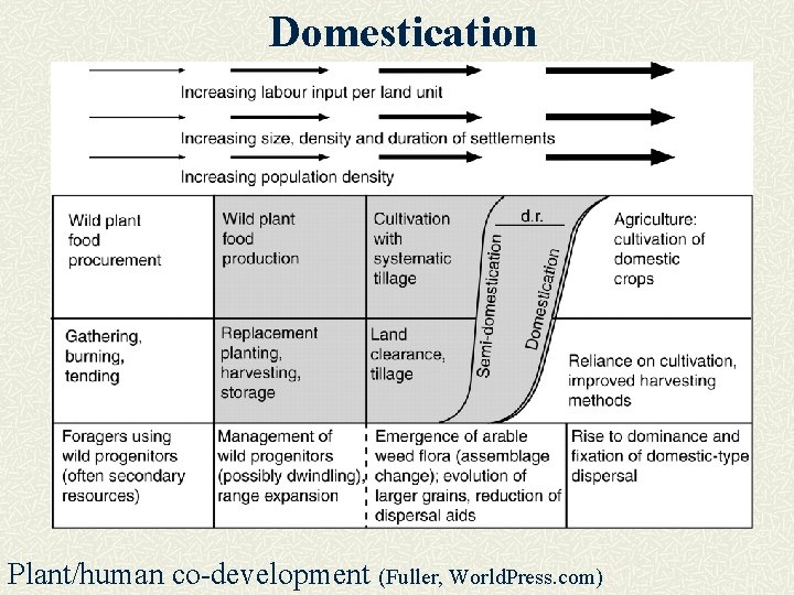 Domestication Plant/human co-development (Fuller, World. Press. com) 