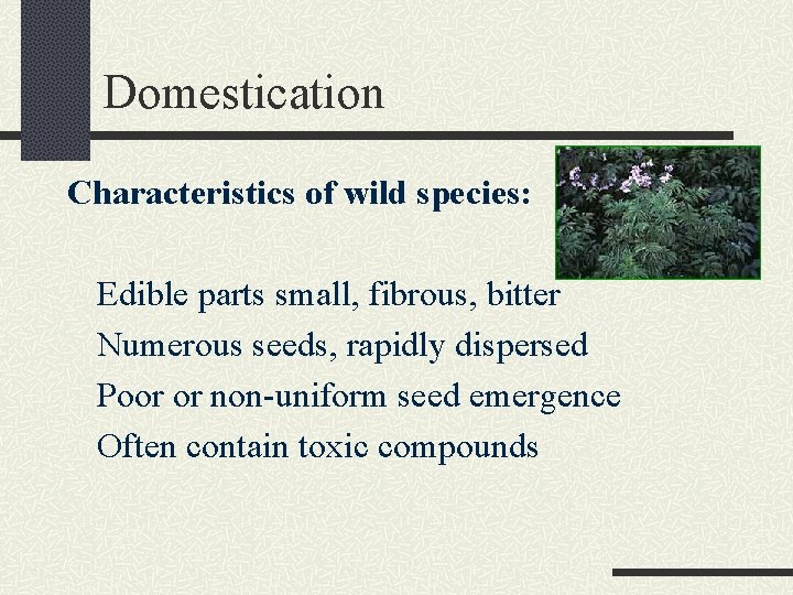 Domestication Characteristics of wild species: Edible parts small, fibrous, bitter Numerous seeds, rapidly dispersed