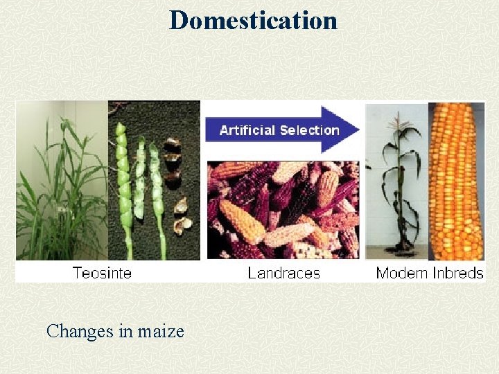 Domestication Changes in maize 