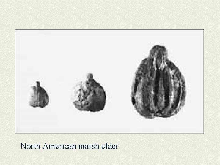 North American marsh elder 