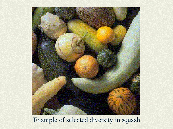 Example of selected diversity in squash 