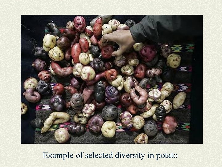 Example of selected diversity in potato 