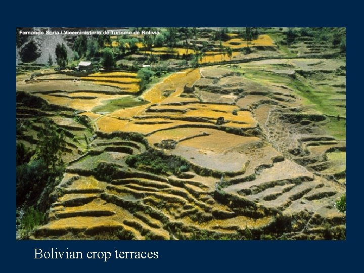 Bolivian crop terraces 