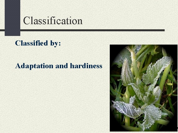 Classification Classified by: Adaptation and hardiness 