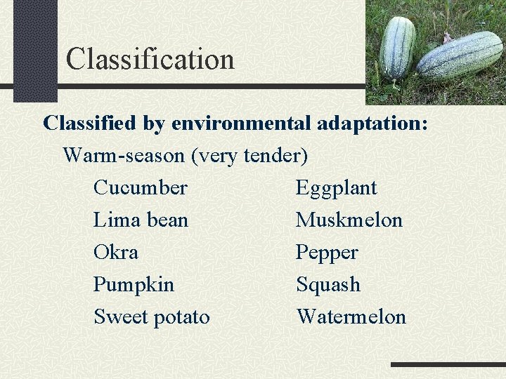 Classification Classified by environmental adaptation: Warm-season (very tender) Cucumber Eggplant Lima bean Muskmelon Okra