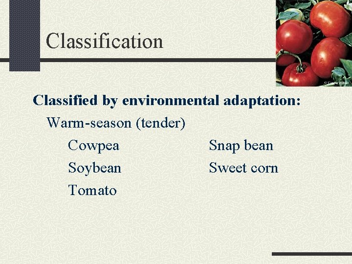 Classification Classified by environmental adaptation: Warm-season (tender) Cowpea Snap bean Soybean Sweet corn Tomato