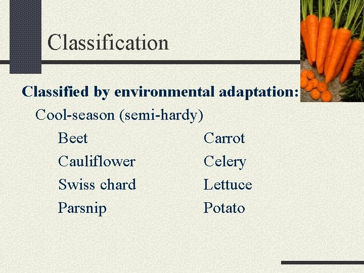 Classification Classified by environmental adaptation: Cool-season (semi-hardy) Beet Carrot Cauliflower Celery Swiss chard Lettuce
