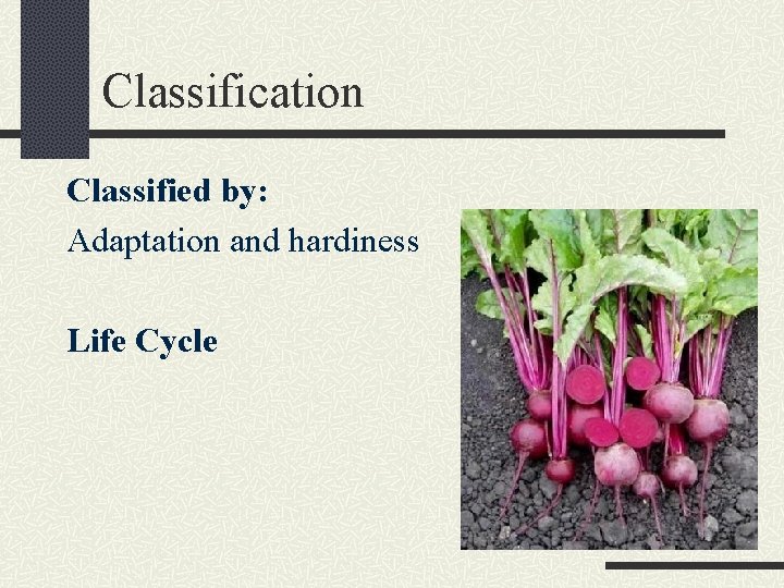 Classification Classified by: Adaptation and hardiness Life Cycle 