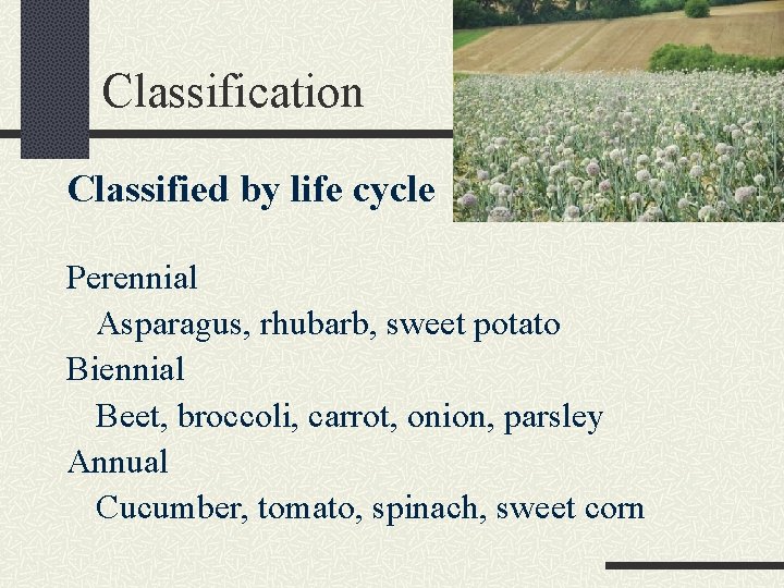 Classification Classified by life cycle Perennial Asparagus, rhubarb, sweet potato Biennial Beet, broccoli, carrot,