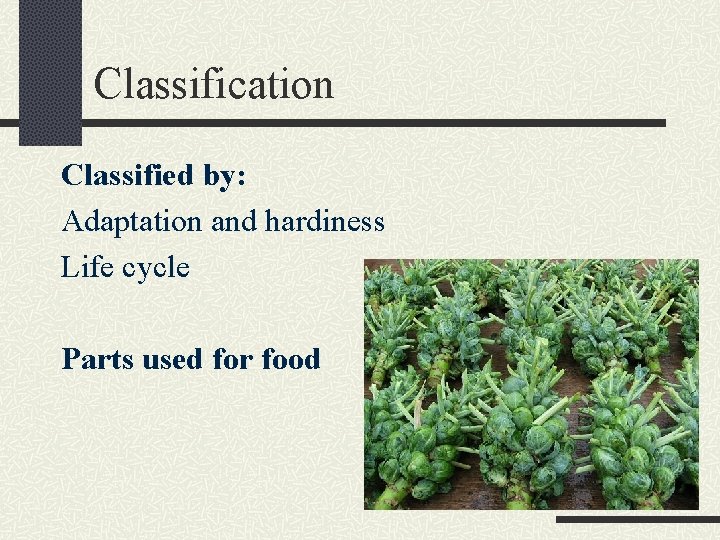 Classification Classified by: Adaptation and hardiness Life cycle Parts used for food 