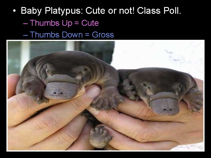  • Baby Platypus: Cute or not! Class Poll. – Thumbs Up = Cute