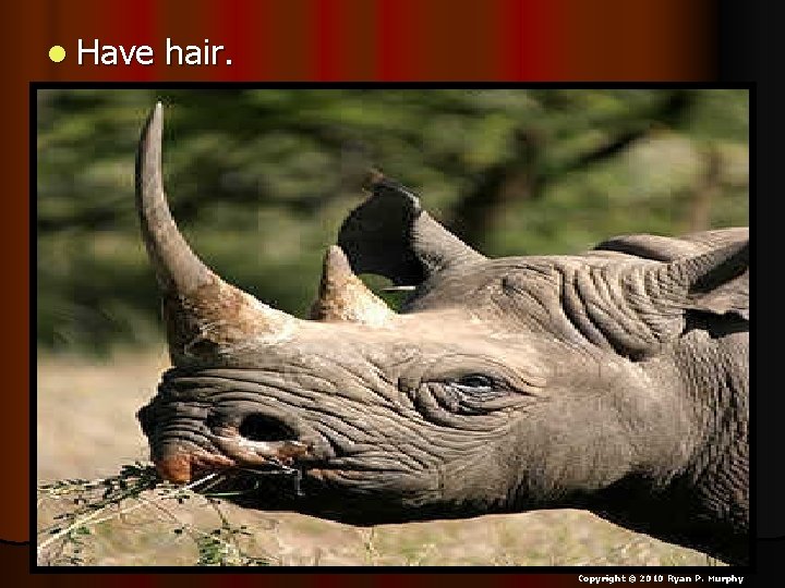 l Have hair. Copyright © 2010 Ryan P. Murphy 