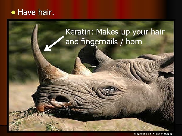 l Have hair. Keratin: Makes up your hair and fingernails / horn Copyright ©