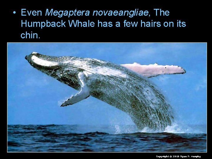  • Even Megaptera novaeangliae, The Humpback Whale has a few hairs on its