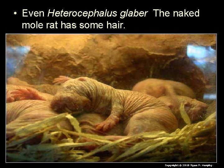  • Even Heterocephalus glaber The naked mole rat has some hair. Copyright ©