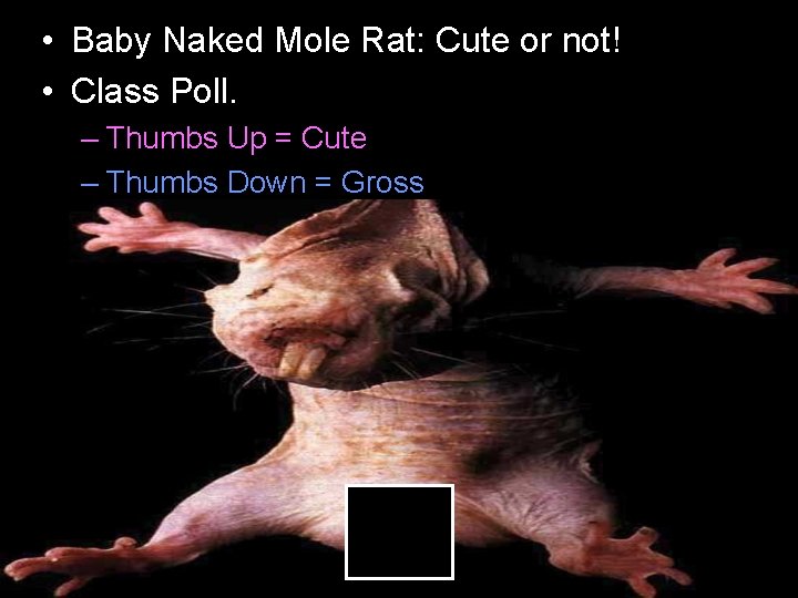  • Baby Naked Mole Rat: Cute or not! • Class Poll. – Thumbs