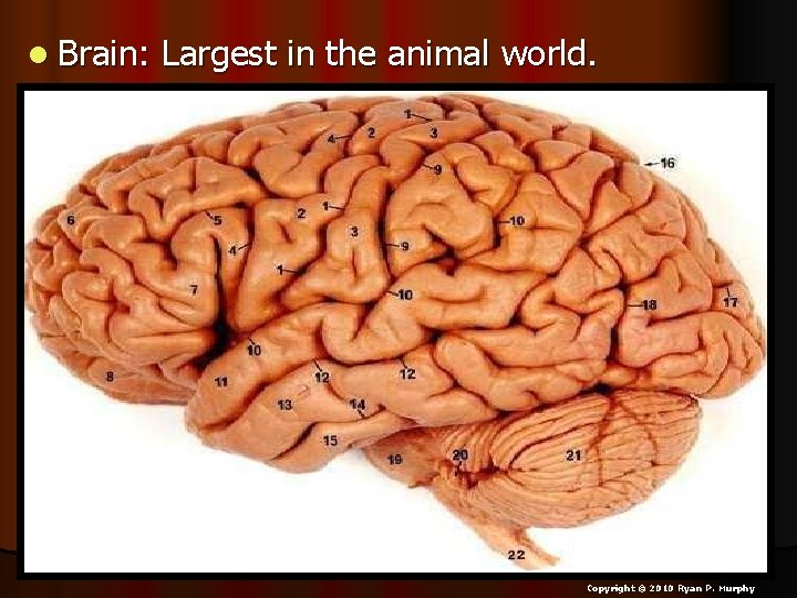 l Brain: Largest in the animal world. Copyright © 2010 Ryan P. Murphy 