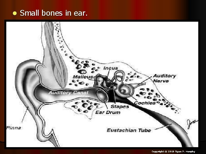 l Small bones in ear. Copyright © 2010 Ryan P. Murphy 