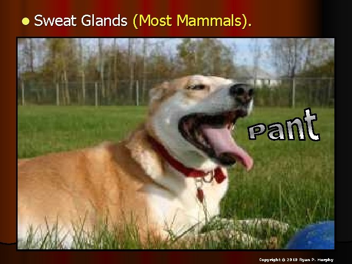 l Sweat Glands (Most Mammals). Copyright © 2010 Ryan P. Murphy 