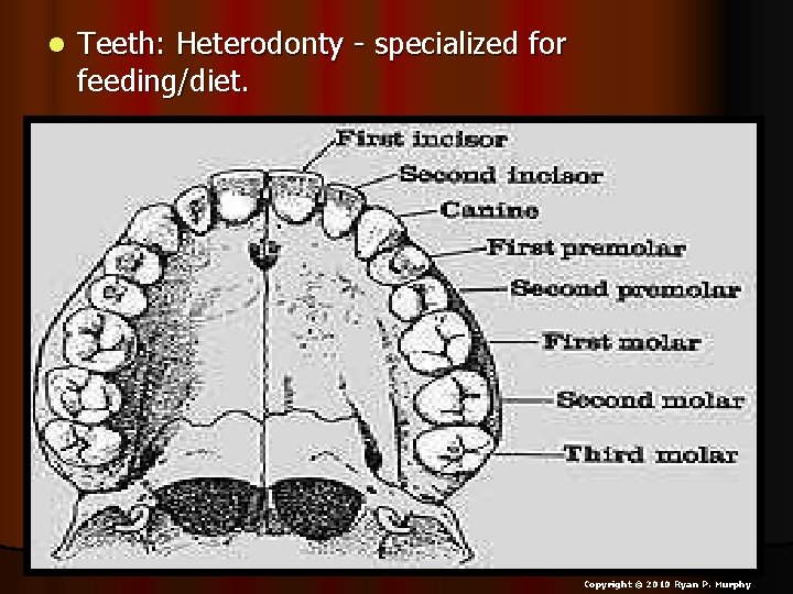 l Teeth: Heterodonty - specialized for feeding/diet. Copyright © 2010 Ryan P. Murphy 