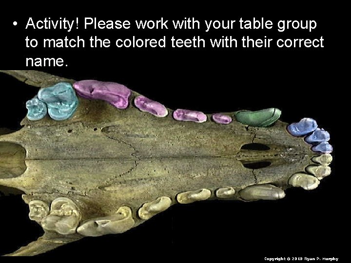  • Activity! Please work with your table group to match the colored teeth