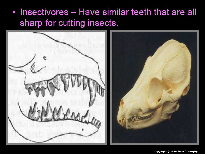  • Insectivores – Have similar teeth that are all sharp for cutting insects.