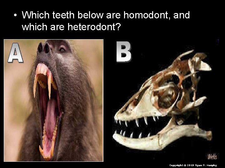  • Which teeth below are homodont, and which are heterodont? Copyright © 2010