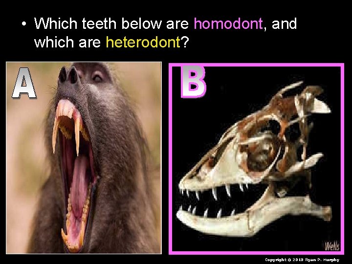  • Which teeth below are homodont, and which are heterodont? Copyright © 2010