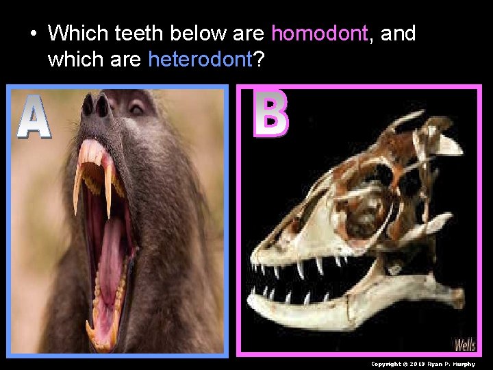  • Which teeth below are homodont, and which are heterodont? Copyright © 2010