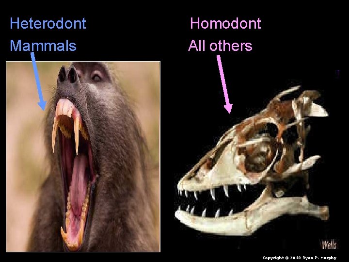 Heterodont Mammals Homodont All others Copyright © 2010 Ryan P. Murphy 