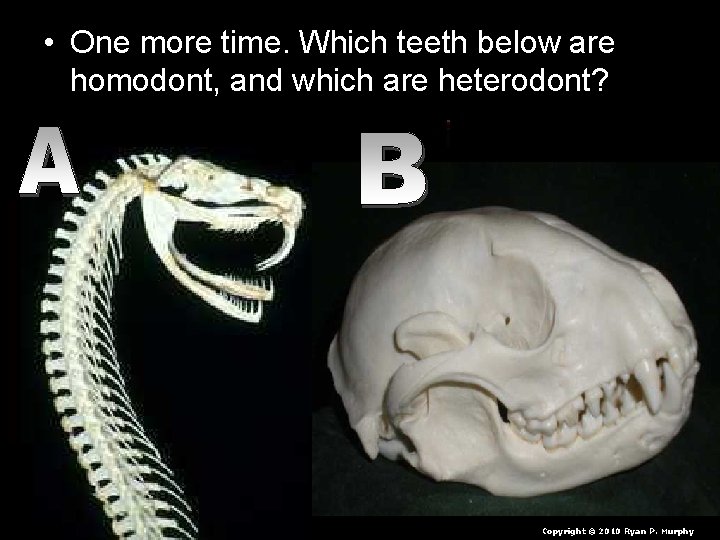  • One more time. Which teeth below are homodont, and which are heterodont?