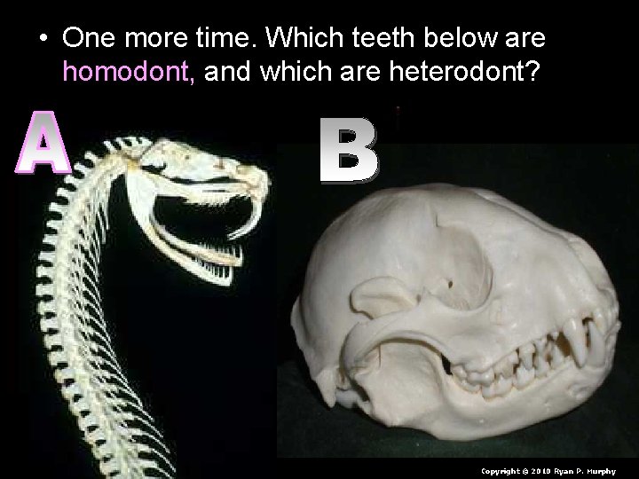  • One more time. Which teeth below are homodont, and which are heterodont?