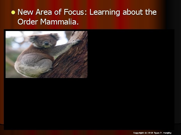 l New Area of Focus: Learning about the Order Mammalia. Copyright © 2010 Ryan