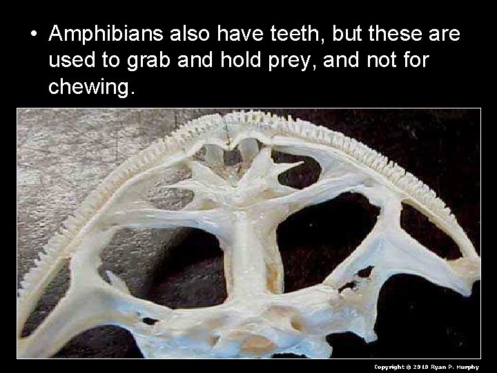  • Amphibians also have teeth, but these are used to grab and hold