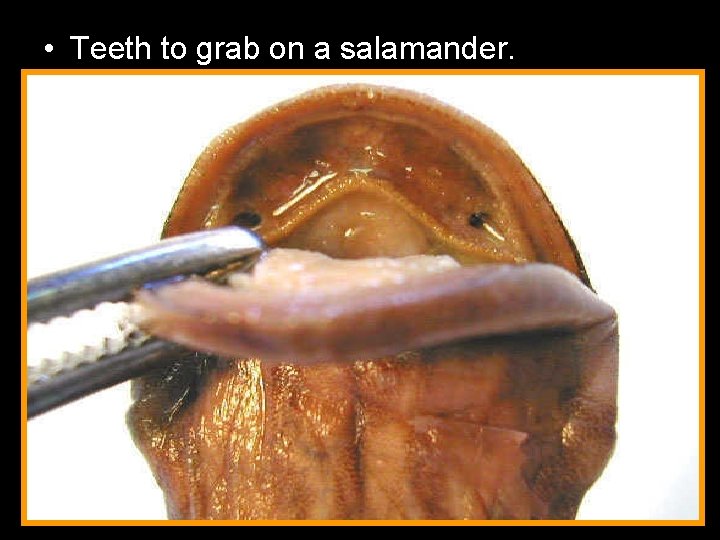  • Teeth to grab on a salamander. 