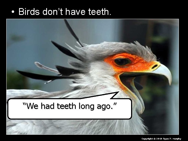 • Birds don’t have teeth. “We had teeth long ago. ” Copyright ©