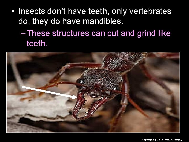  • Insects don’t have teeth, only vertebrates do, they do have mandibles. –