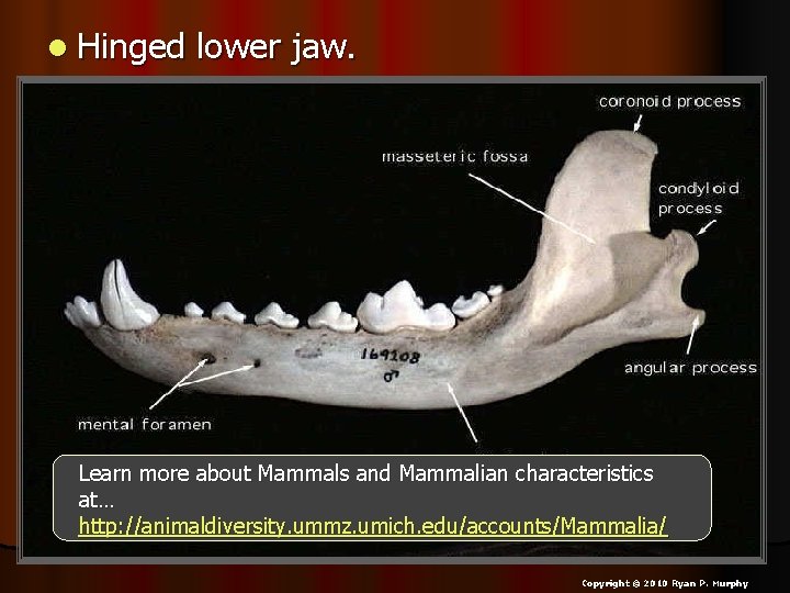 l Hinged lower jaw. Learn more about Mammals and Mammalian characteristics at… http: //animaldiversity.