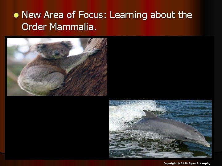 l New Area of Focus: Learning about the Order Mammalia. Copyright © 2010 Ryan