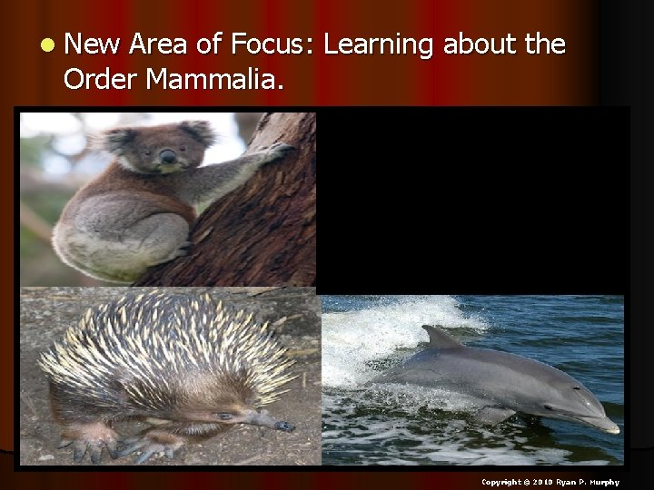 l New Area of Focus: Learning about the Order Mammalia. Copyright © 2010 Ryan