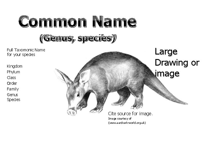 Common Name (Genus, species) Large Drawing or image Full Taxomonic Name for your species