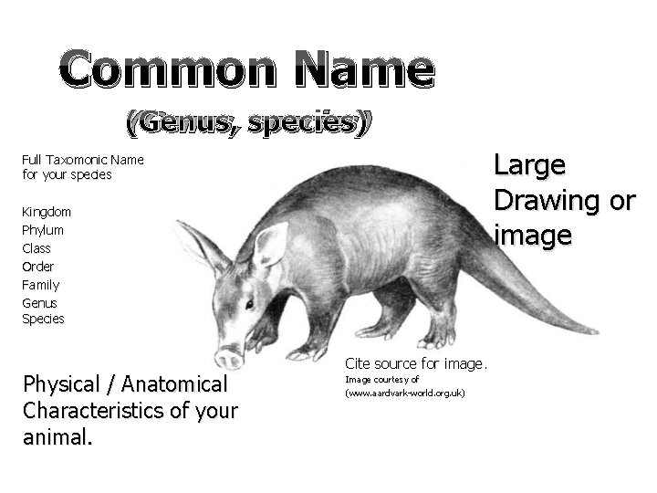 Common Name (Genus, species) Large Drawing or image Full Taxomonic Name for your species