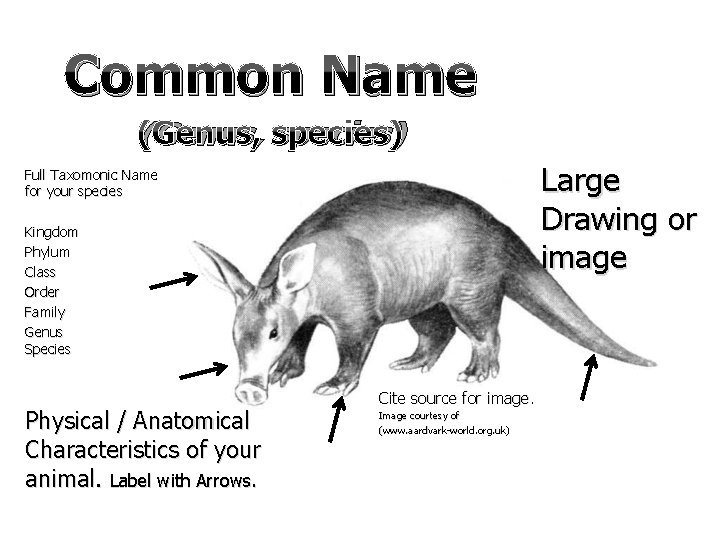 Common Name (Genus, species) Large Drawing or image Full Taxomonic Name for your species