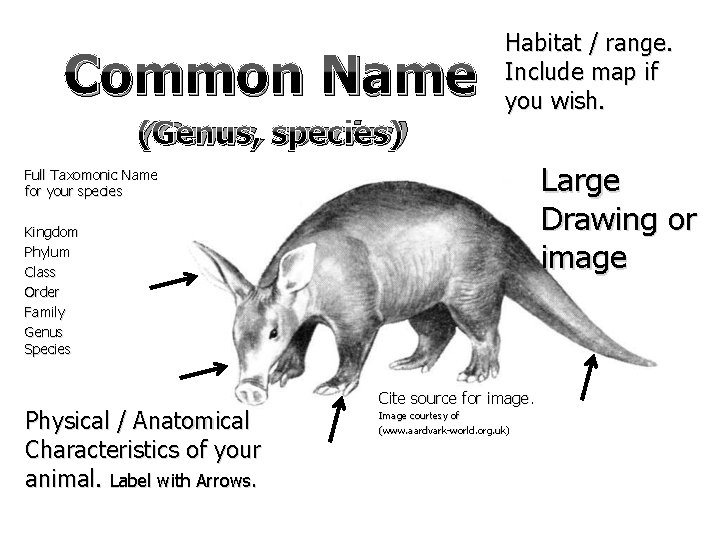 Common Name (Genus, species) Habitat / range. Include map if you wish. Large Drawing