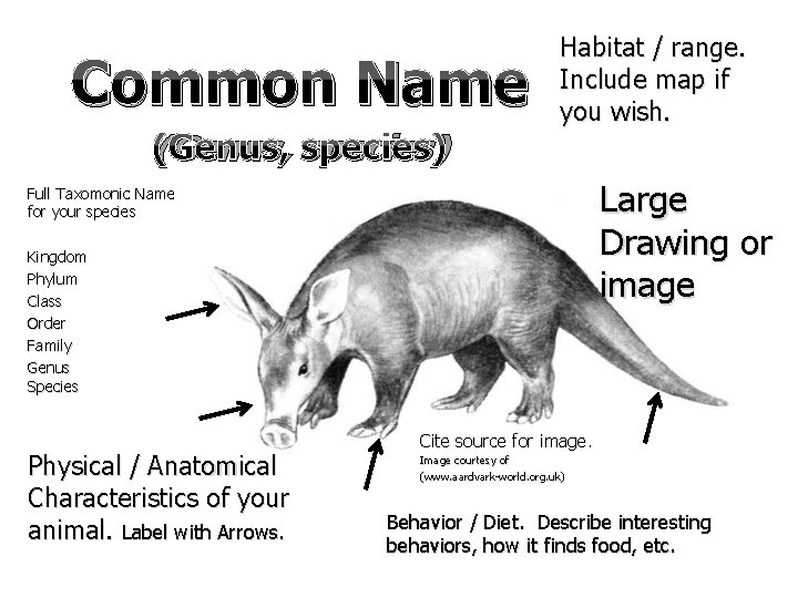 Common Name (Genus, species) Habitat / range. Include map if you wish. Large Drawing