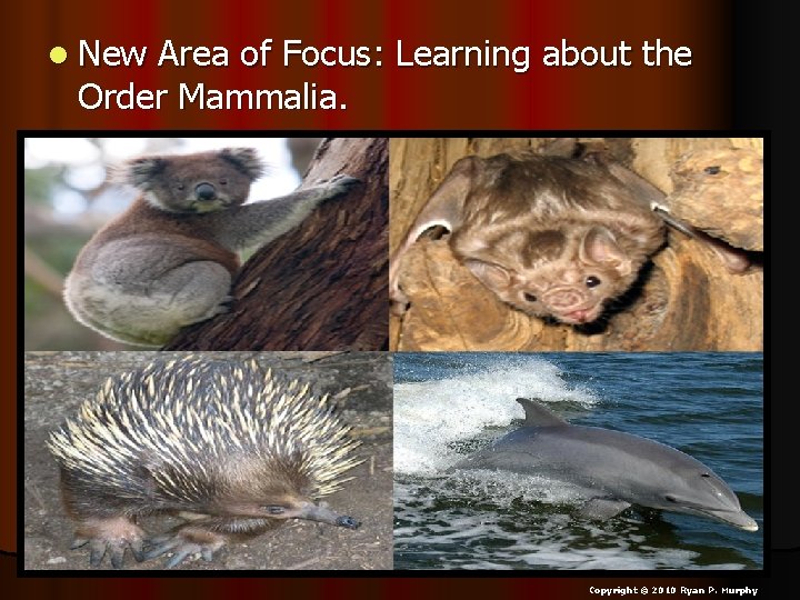 l New Area of Focus: Learning about the Order Mammalia. Copyright © 2010 Ryan