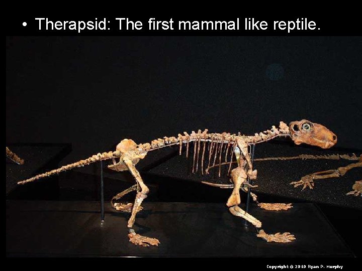  • Therapsid: The first mammal like reptile. Copyright © 2010 Ryan P. Murphy